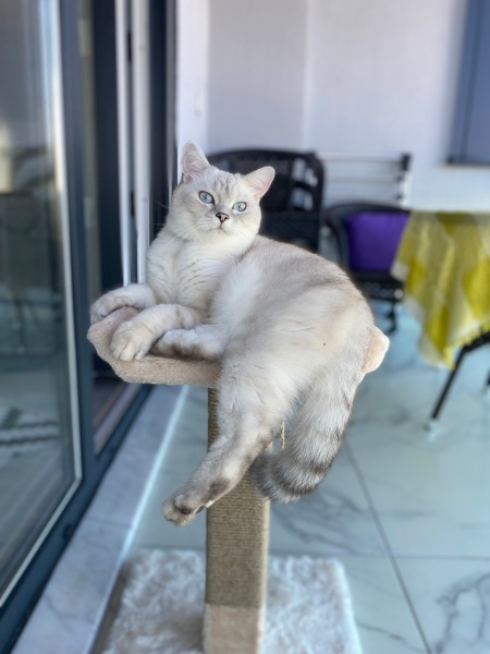 British Shorthair, Kedi  Behlül fotoğrafı