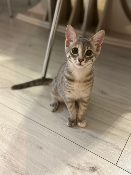 Tekir Kedi, Kedi  Bihter fotoğrafı