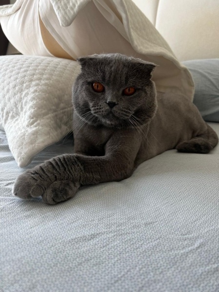 Scottish Fold, Kedi  Scott fotoğrafı