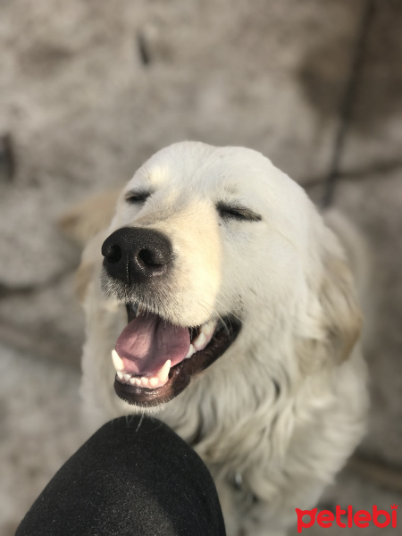 Golden Retriever, Köpek  Maya fotoğrafı