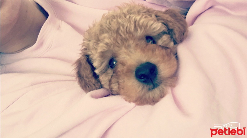 Poodle (Minyatür Kaniş), Köpek  Cesur fotoğrafı
