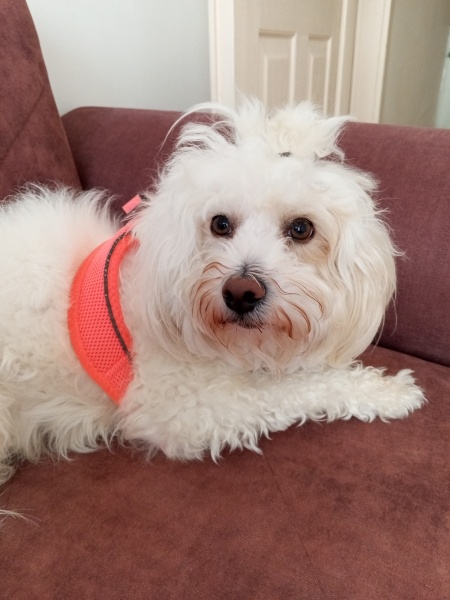 Maltese, Köpek  Leydi fotoğrafı