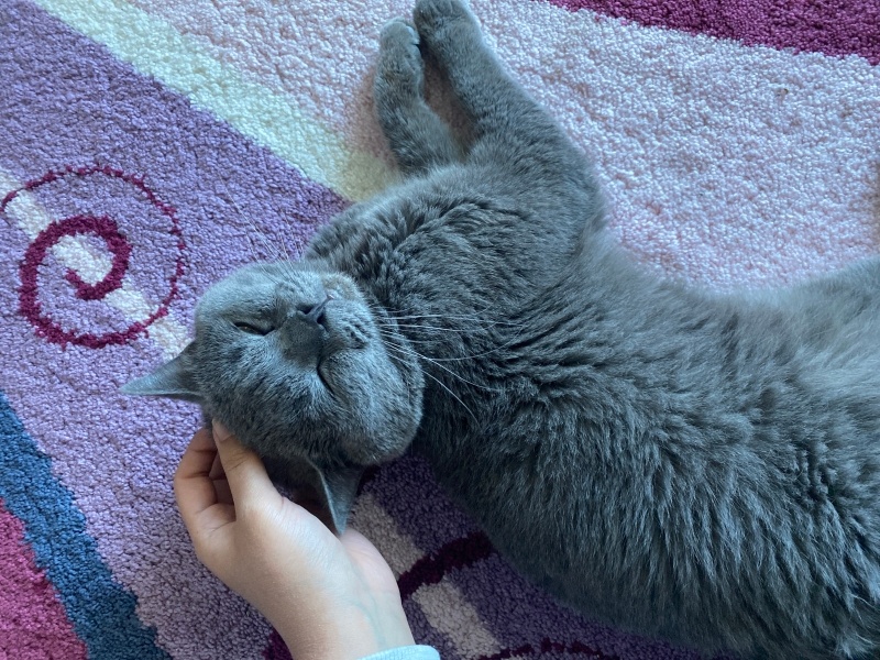 British Shorthair, Kedi  Turşucan fotoğrafı