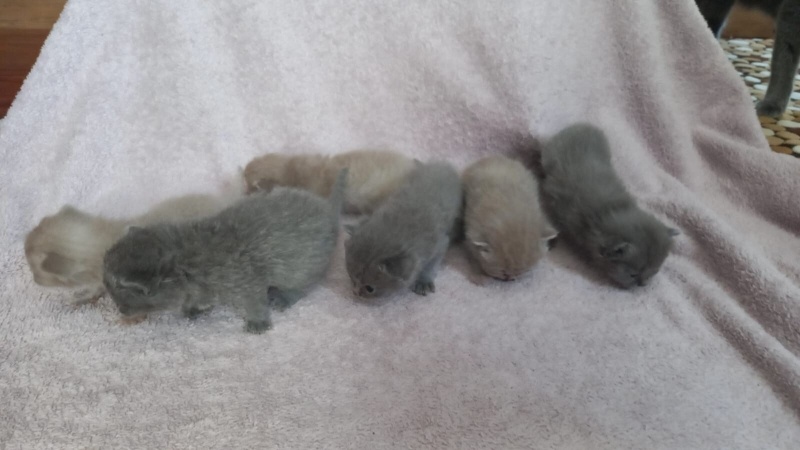 Scottish Fold, Kedi  Bebeklerimiz fotoğrafı