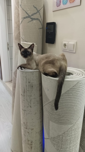 Siyam Kedisi, Kedi  Siyam kedisi 3 günlüktür 7. haftadan teslimat fotoğrafı