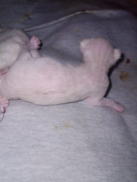 Siyam Kedisi, Kedi  Siyam kedisi 3 günlüktür 7. haftadan teslimat fotoğrafı