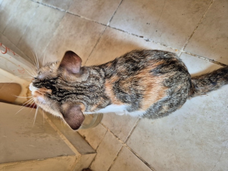 Tekir Kedi, Kedi  Bitter fotoğrafı