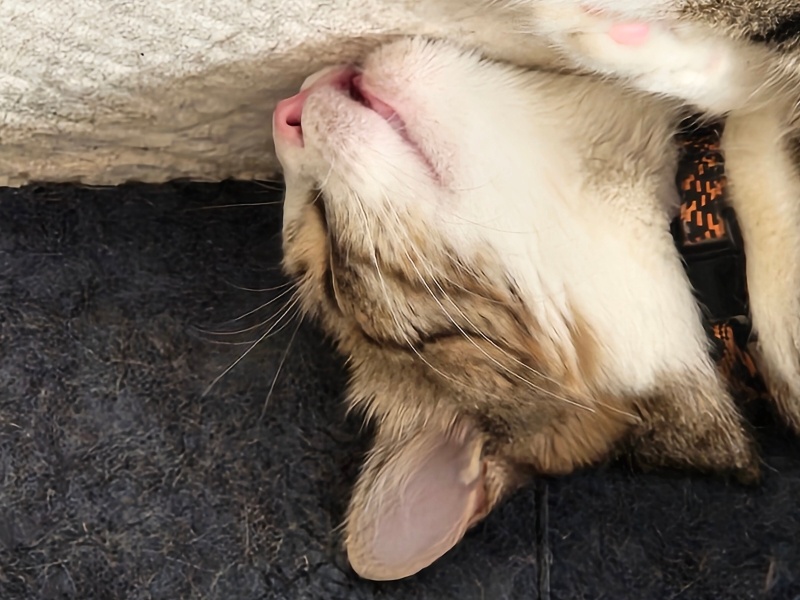 Tekir Kedi, Kedi  Bitter fotoğrafı