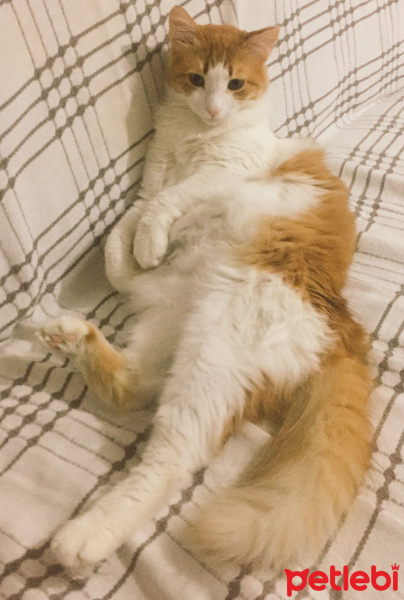Tekir Kedi, Kedi  Zarife  fotoğrafı