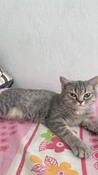 British Shorthair, Kedi  Gofret fotoğrafı