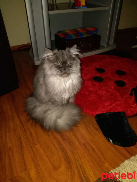 İran Kedisi (Persian), Kedi  duman fotoğrafı