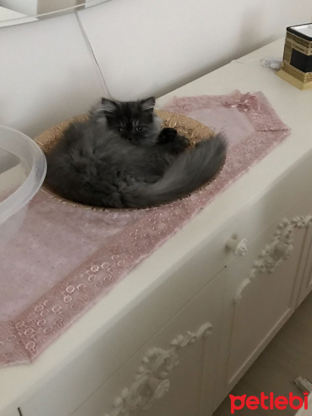 İran Kedisi (Persian), Kedi  duman fotoğrafı