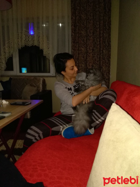 İran Kedisi (Persian), Kedi  duman fotoğrafı