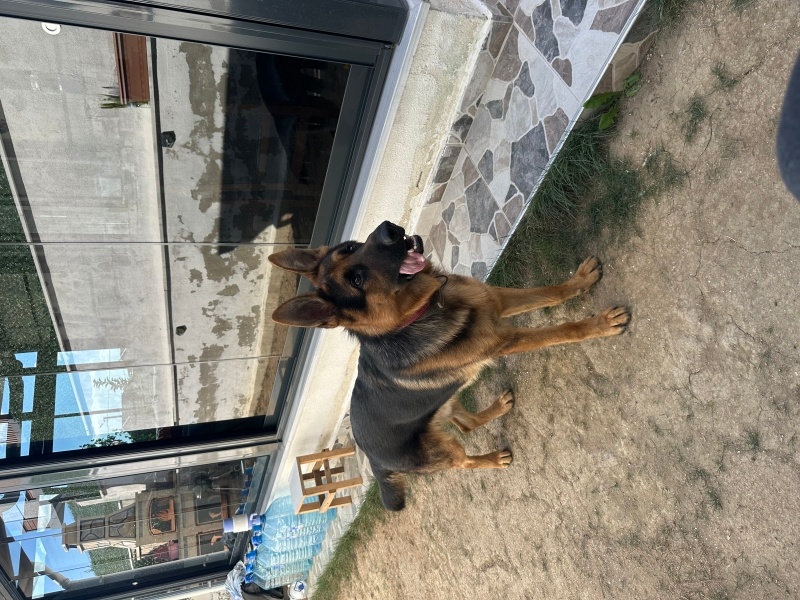 Alman Çoban Köpeği, Köpek  Kaju fotoğrafı