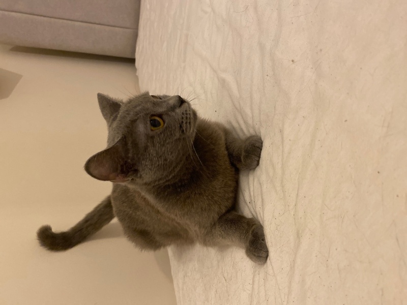 British Shorthair, Kedi  Prenses fotoğrafı