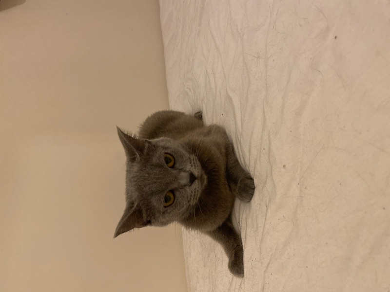 British Shorthair, Kedi  Prenses fotoğrafı