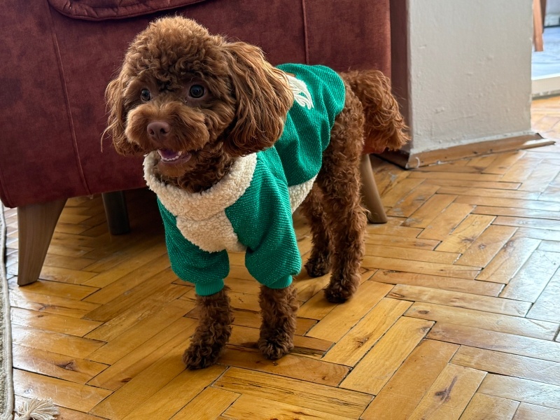 Poodle (Minyatür Kaniş), Köpek  Lulu fotoğrafı