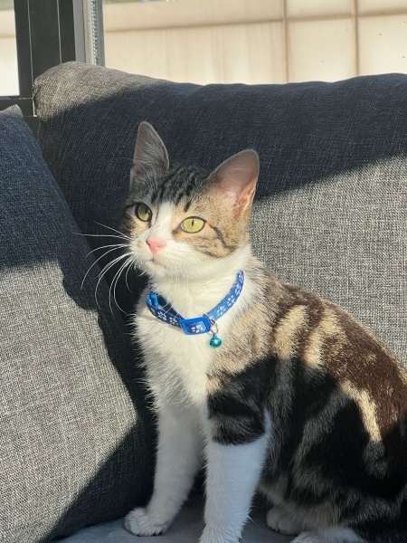 Tekir Kedi, Kedi  bumi fotoğrafı