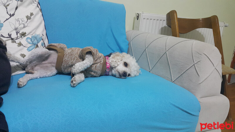 Maltese, Köpek  Boncuk fotoğrafı