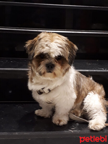 Maltese, Köpek  Boncuk fotoğrafı