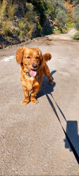 Amerikan Cocker Spaniel, Köpek  Çapkın fotoğrafı