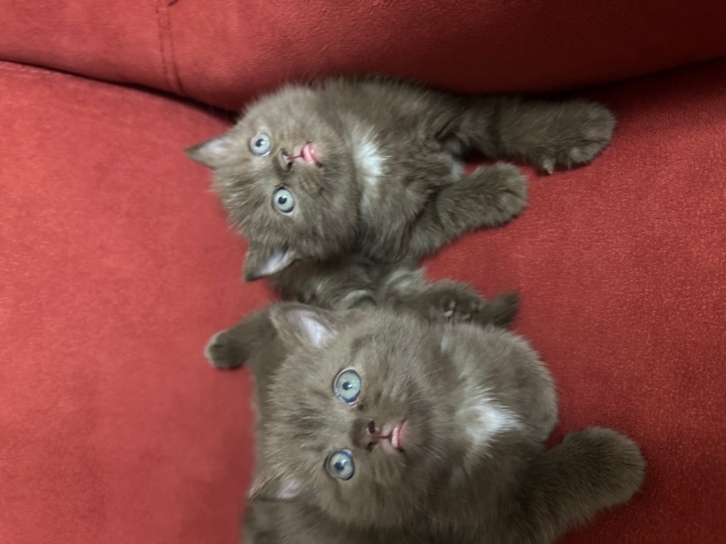British Shorthair, Kedi  Atlas fotoğrafı