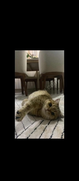 Kashmir , Kedi  paşa fotoğrafı