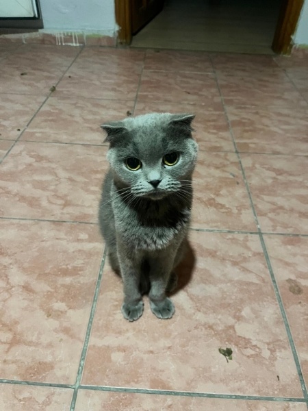 Scottish Fold, Kedi  Lila fotoğrafı