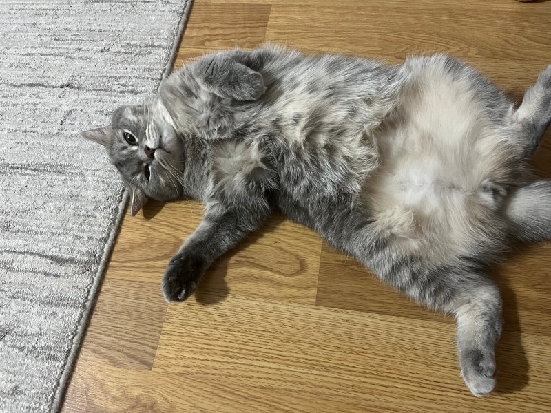 British Shorthair, Kedi  Fındık fotoğrafı