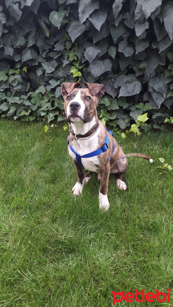 Cane Corso Italiano, Köpek  Thor fotoğrafı