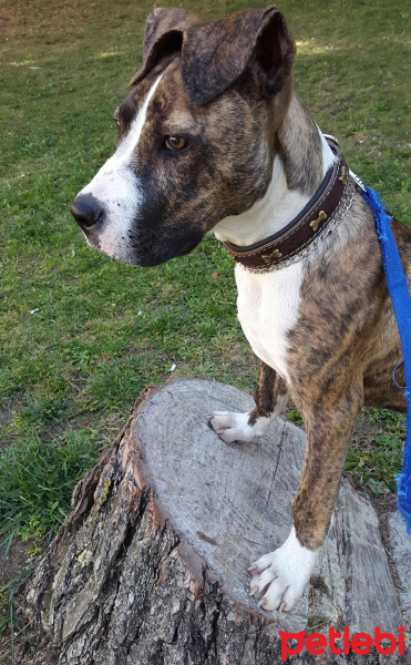 Cane Corso Italiano, Köpek  Thor fotoğrafı