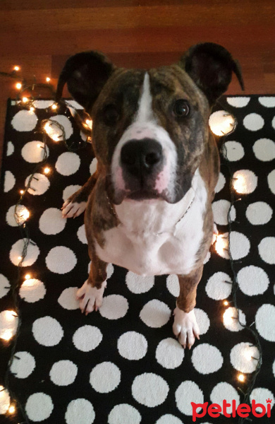 Cane Corso Italiano, Köpek  Thor fotoğrafı