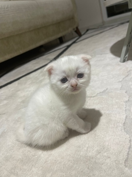 Scottish Fold, Kedi  3 Adet Yavru fotoğrafı