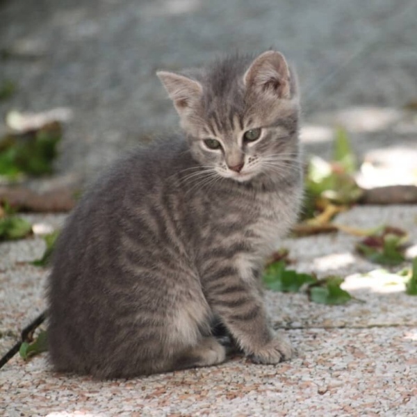 Tekir Kedi, Kedi  leo fotoğrafı