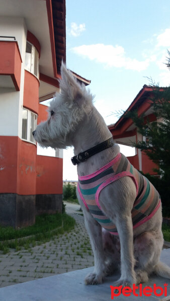 West Highland White Terrier, Köpek  Gofret fotoğrafı