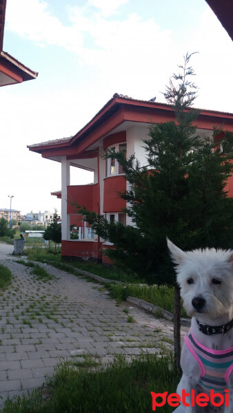 West Highland White Terrier, Köpek  Gofret fotoğrafı