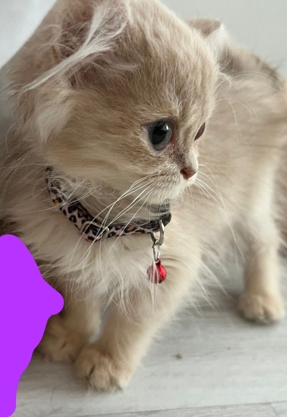 British Longhair, Kedi  Ares fotoğrafı