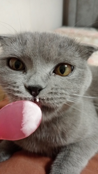 Scottish Fold, Kedi  Adel fotoğrafı