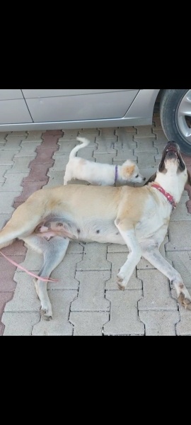 British Shorthair, Kedi  Tostii fotoğrafı