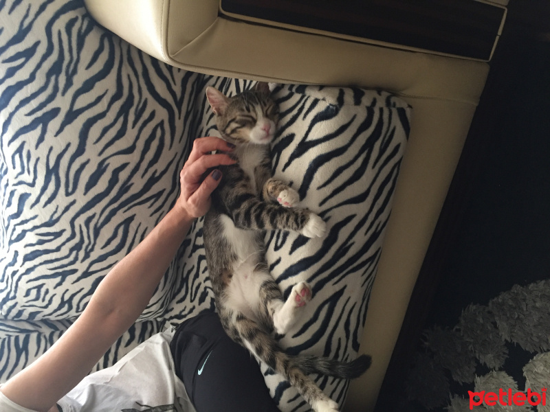 Tekir Kedi, Kedi  Güllaç fotoğrafı