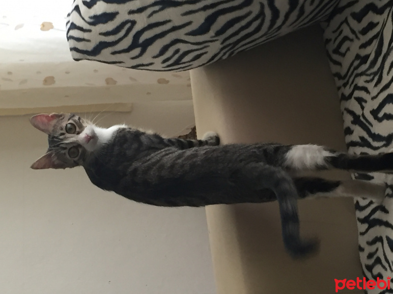 Tekir Kedi, Kedi  Güllaç fotoğrafı