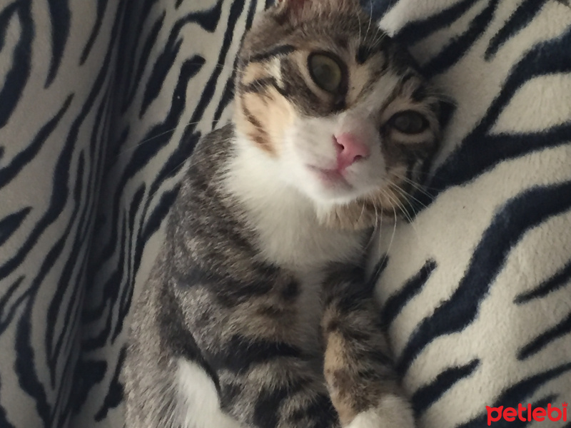 Tekir Kedi, Kedi  Güllaç fotoğrafı