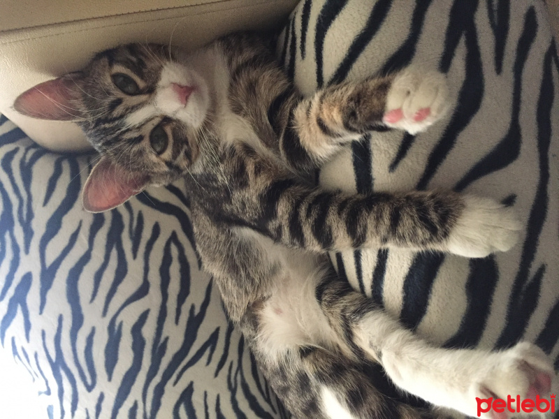 Tekir Kedi, Kedi  Güllaç fotoğrafı