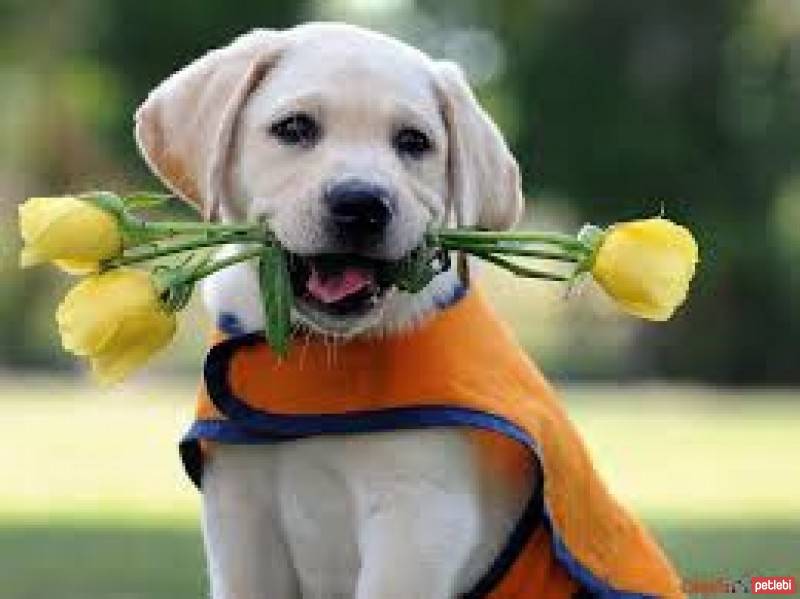 Labrador Retriever, Köpek  lisa fotoğrafı