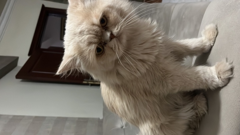 İran Kedisi (Persian), Kedi  Latte fotoğrafı