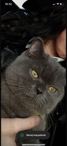 British Shorthair, Kedi  Rıfkı fotoğrafı