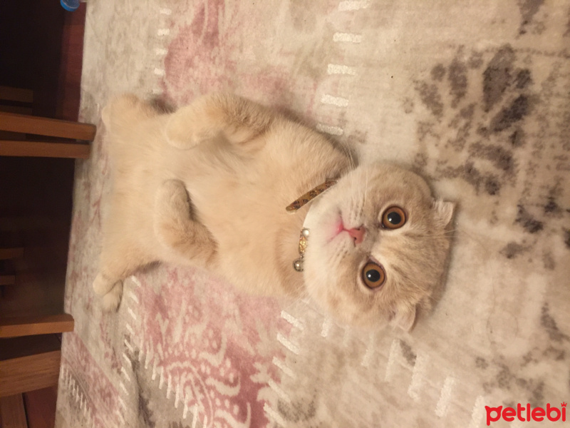 Scottish Fold, Kedi  Mylo fotoğrafı