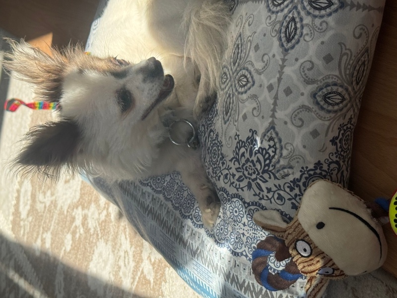 Pappilon, Köpek  Haçi fotoğrafı