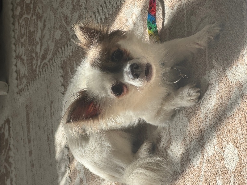 Pappilon, Köpek  Haçi fotoğrafı