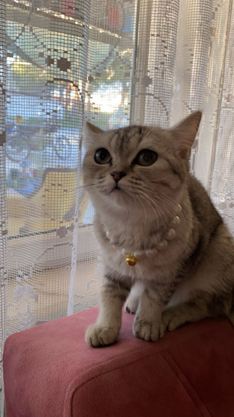 Scottish Fold, Kedi  Tekila fotoğrafı